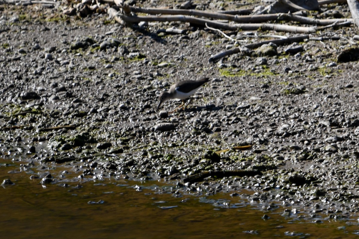 Spotted Sandpiper - ML626103780