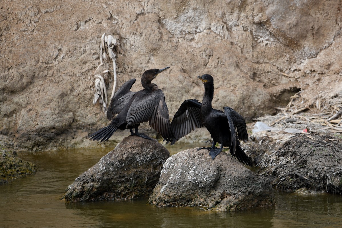 Neotropic Cormorant - ML626103794