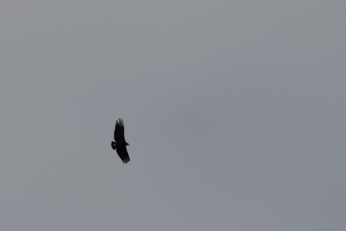 Black Vulture - ML626103805