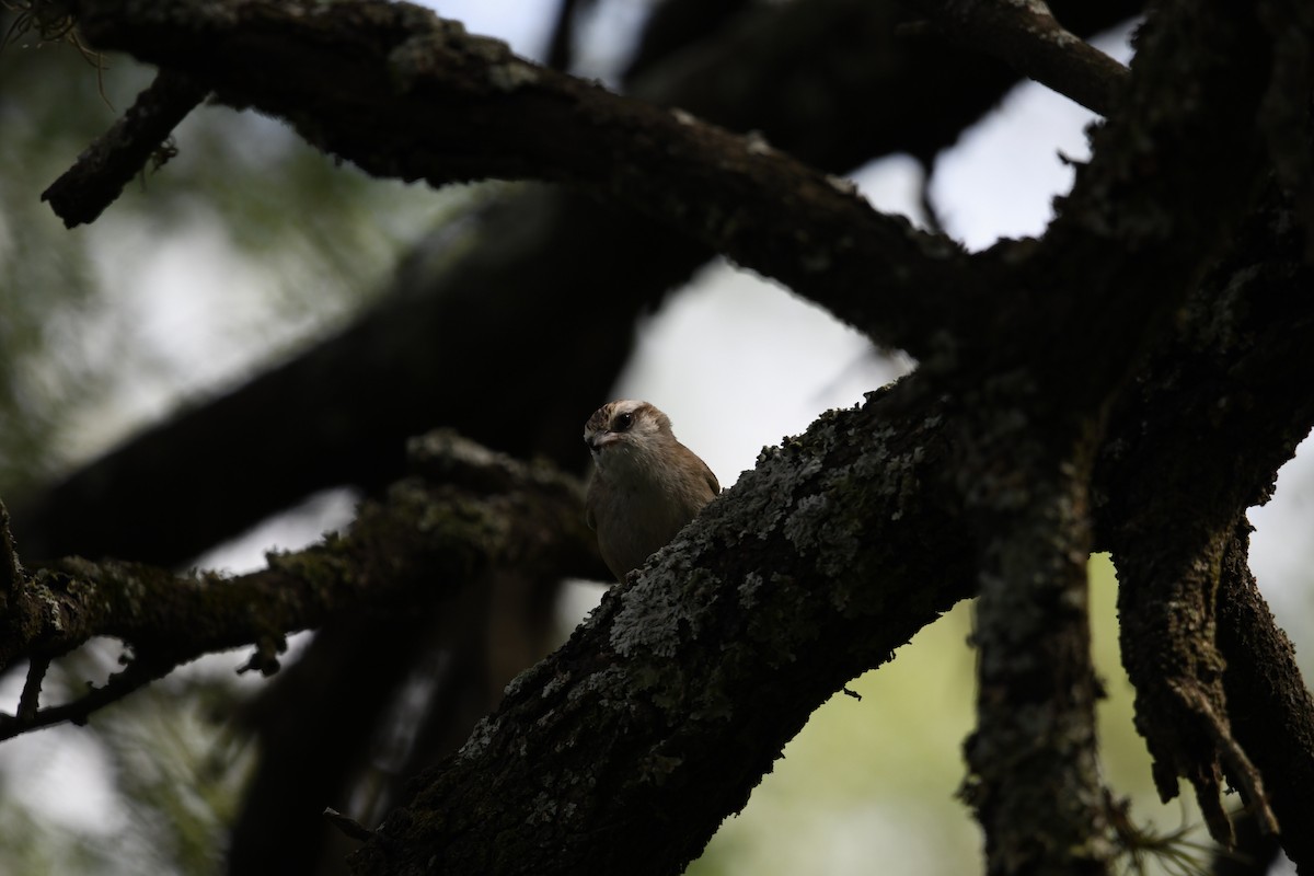 Stripe-crowned Spinetail - ML626103833