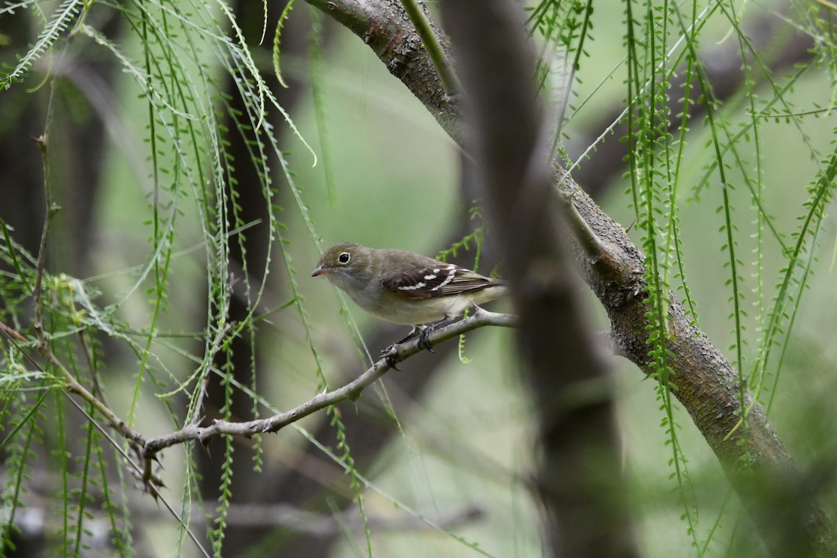 Small-billed Elaenia - ML626103857