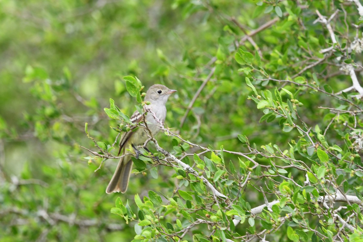 Large Elaenia - ML626103868