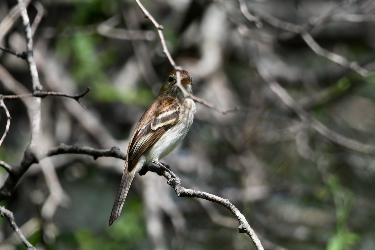 Bran-colored Flycatcher - ML626103886