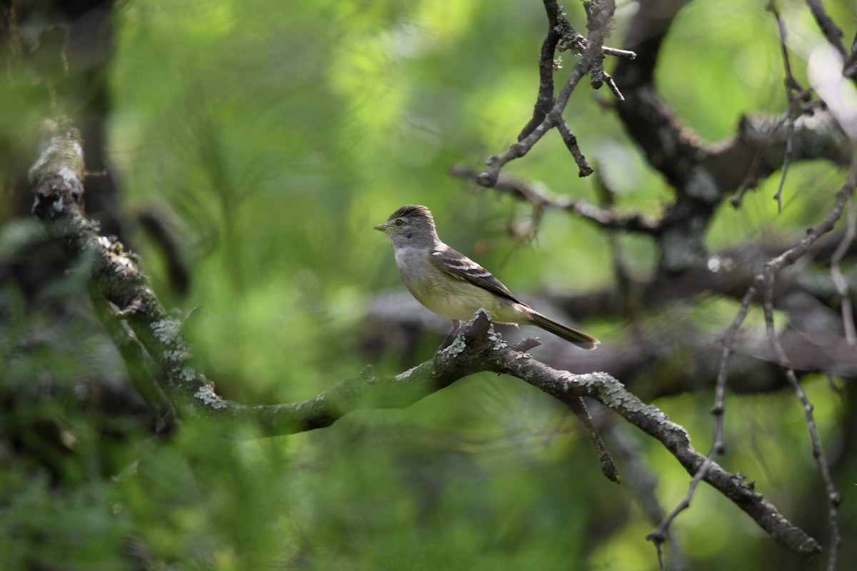 Southern Scrub-Flycatcher - ML626103902