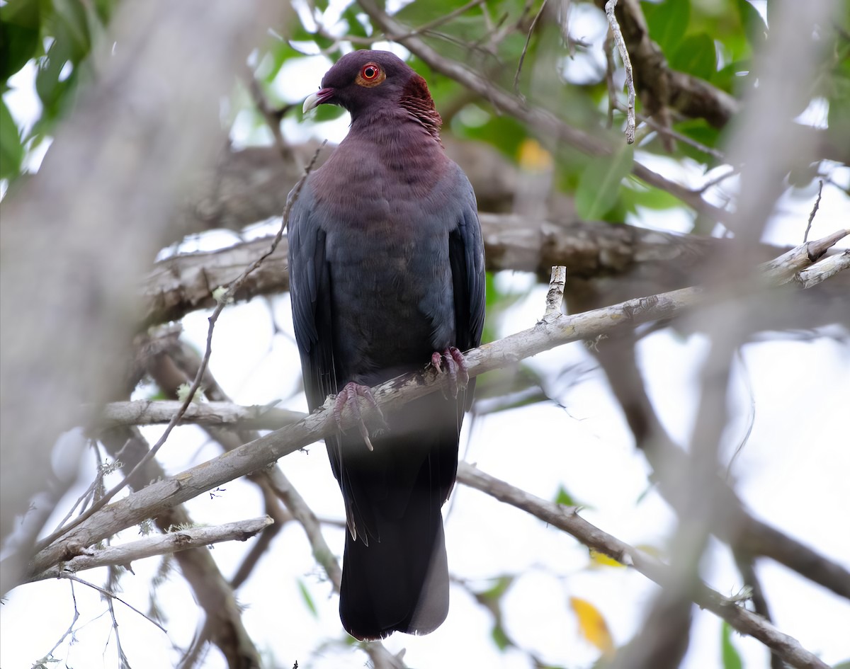 Scaly-naped Pigeon - ML626103904