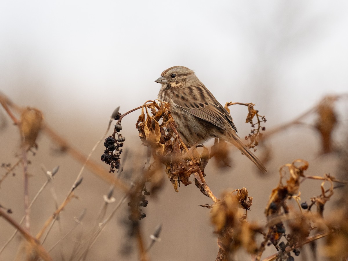 Song Sparrow - ML626103922