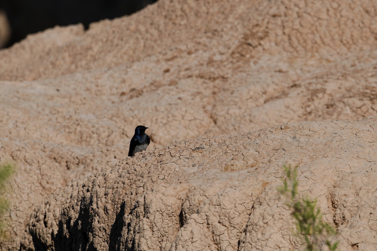 Gray-breasted Martin - ML626103932