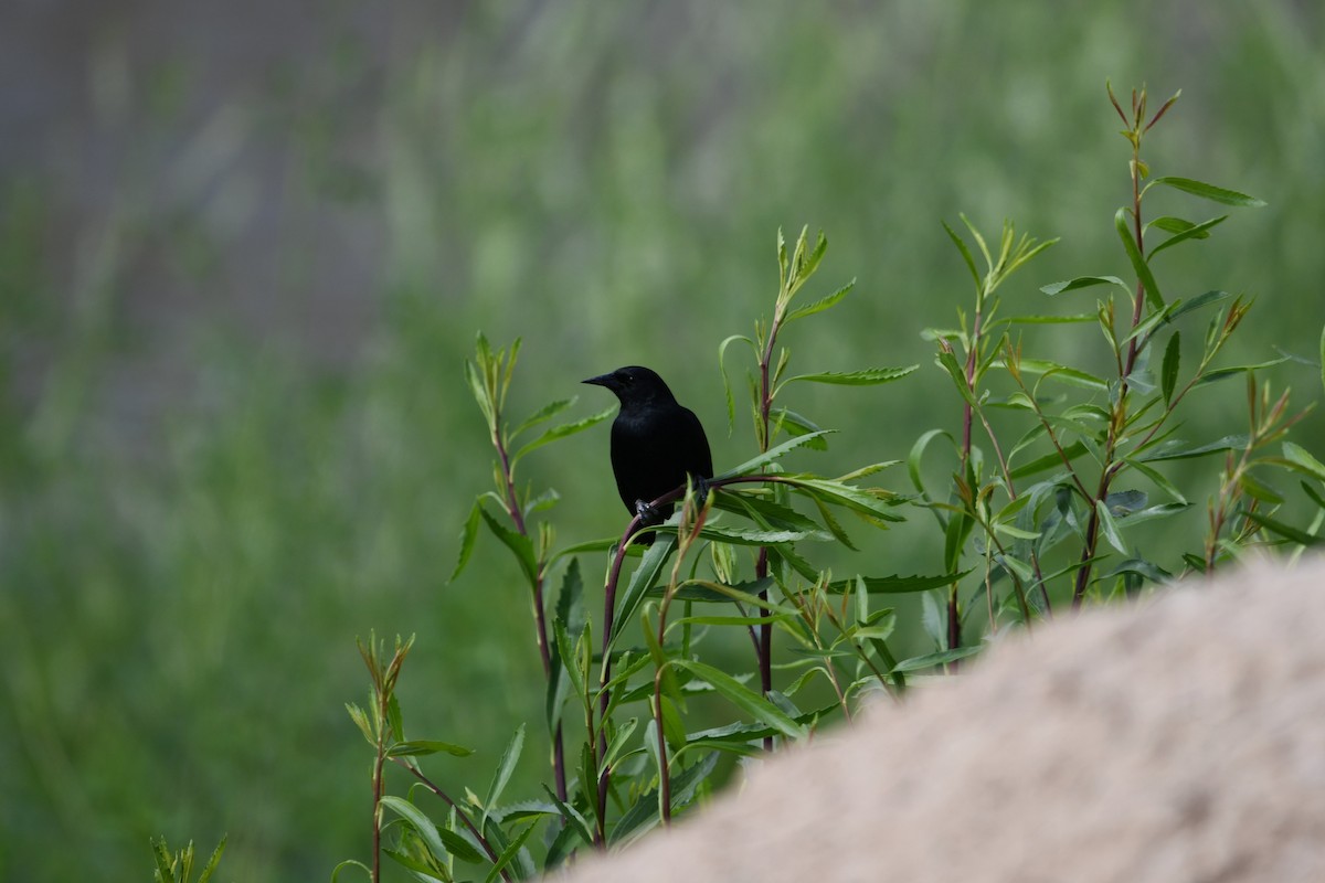 Unicolored Blackbird - ML626103941