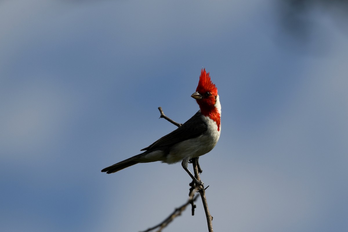 Red-crested Cardinal - ML626103978