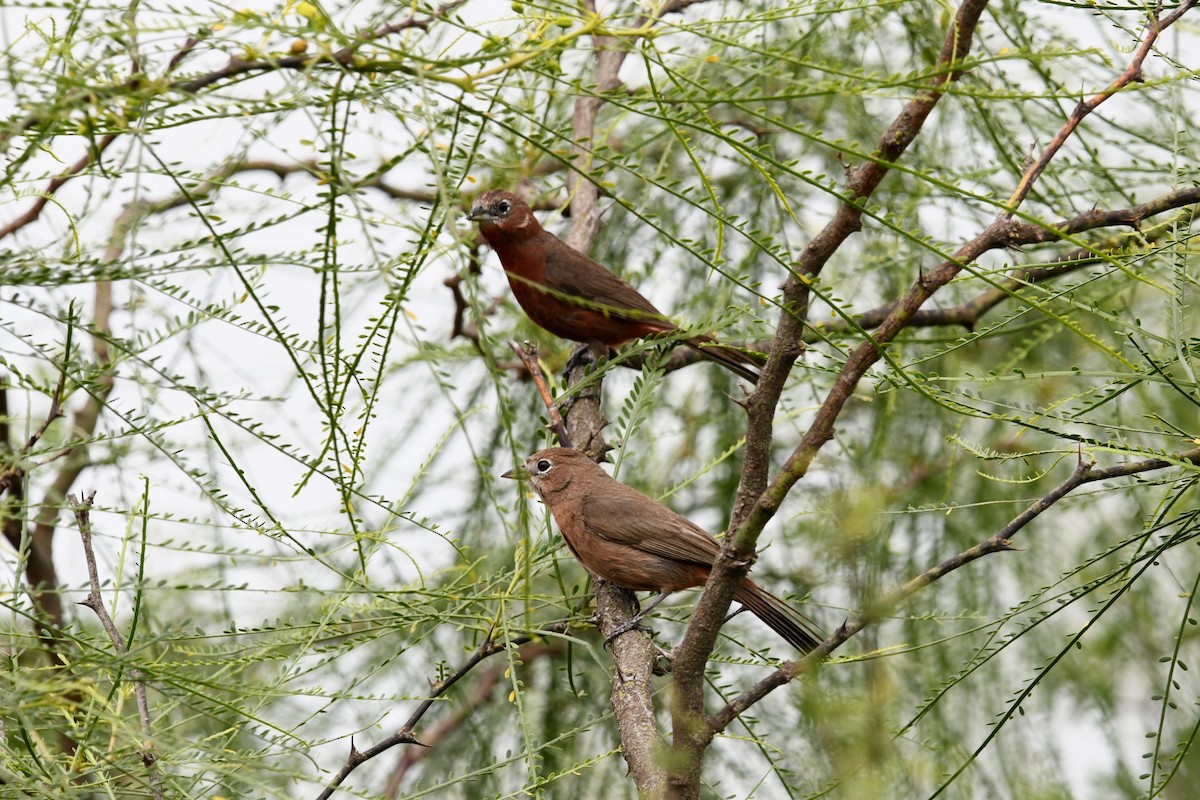 Red-crested Finch - ML626103994