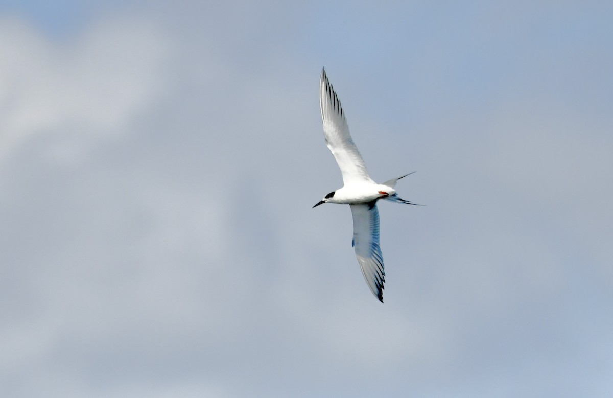 Forster's Tern - ML626103996