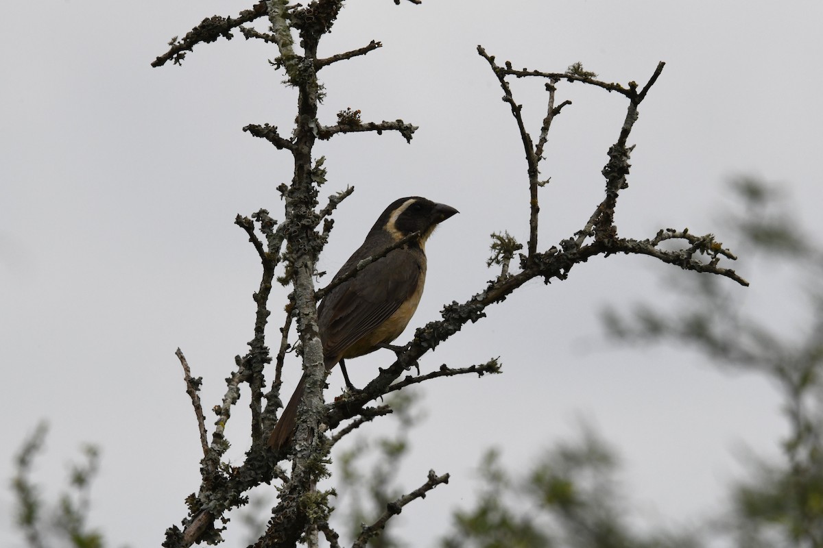 Golden-billed Saltator - ML626103998