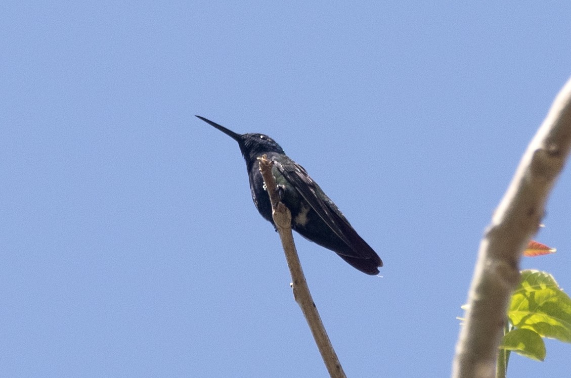 Black-throated Mango - ML626104048