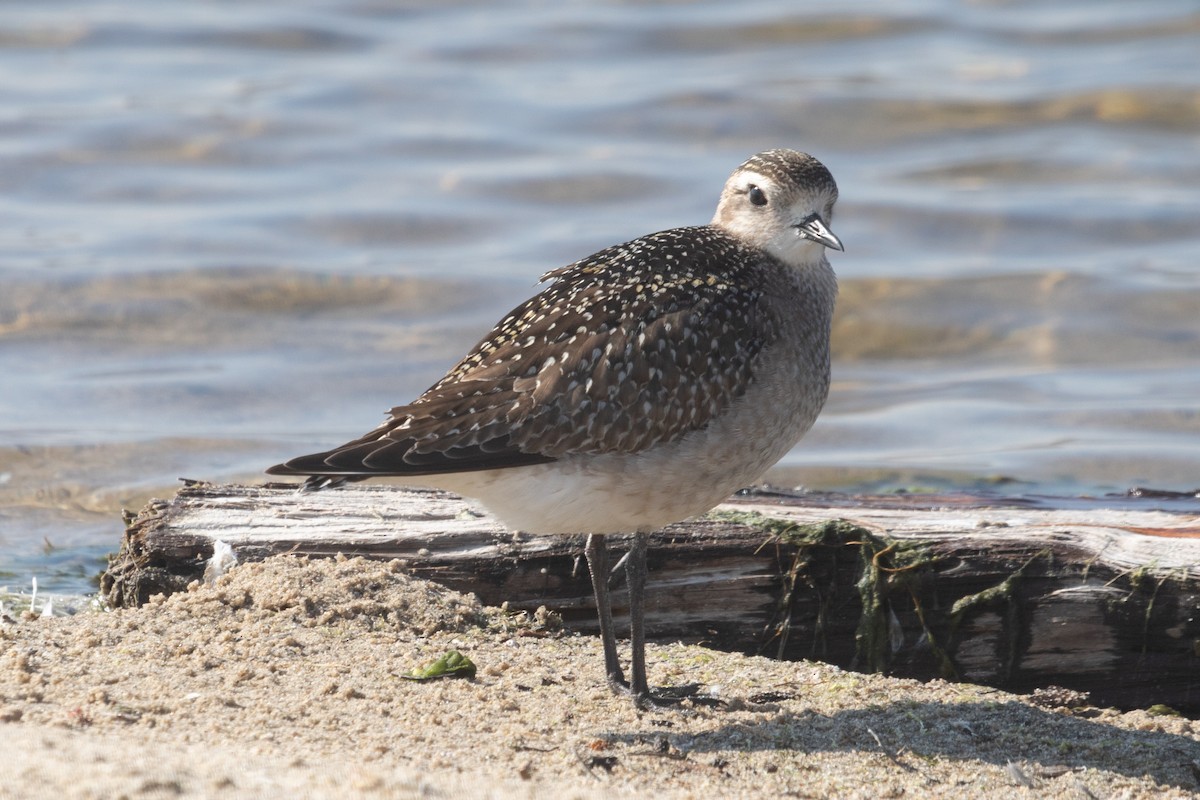American Golden-Plover - ML626104123