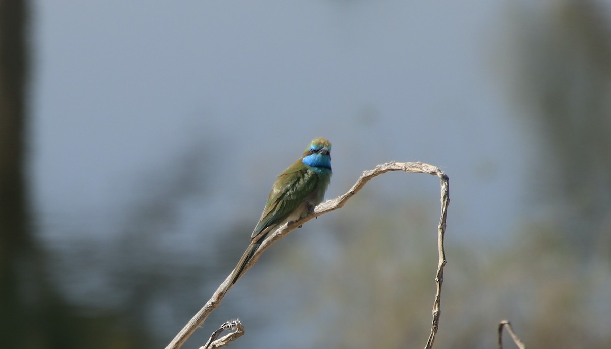 Arabian Green Bee-eater - ML626104154