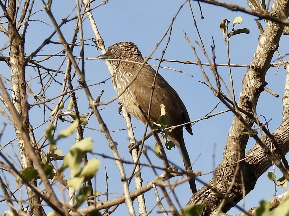 Arrow-marked Babbler - ML626104217