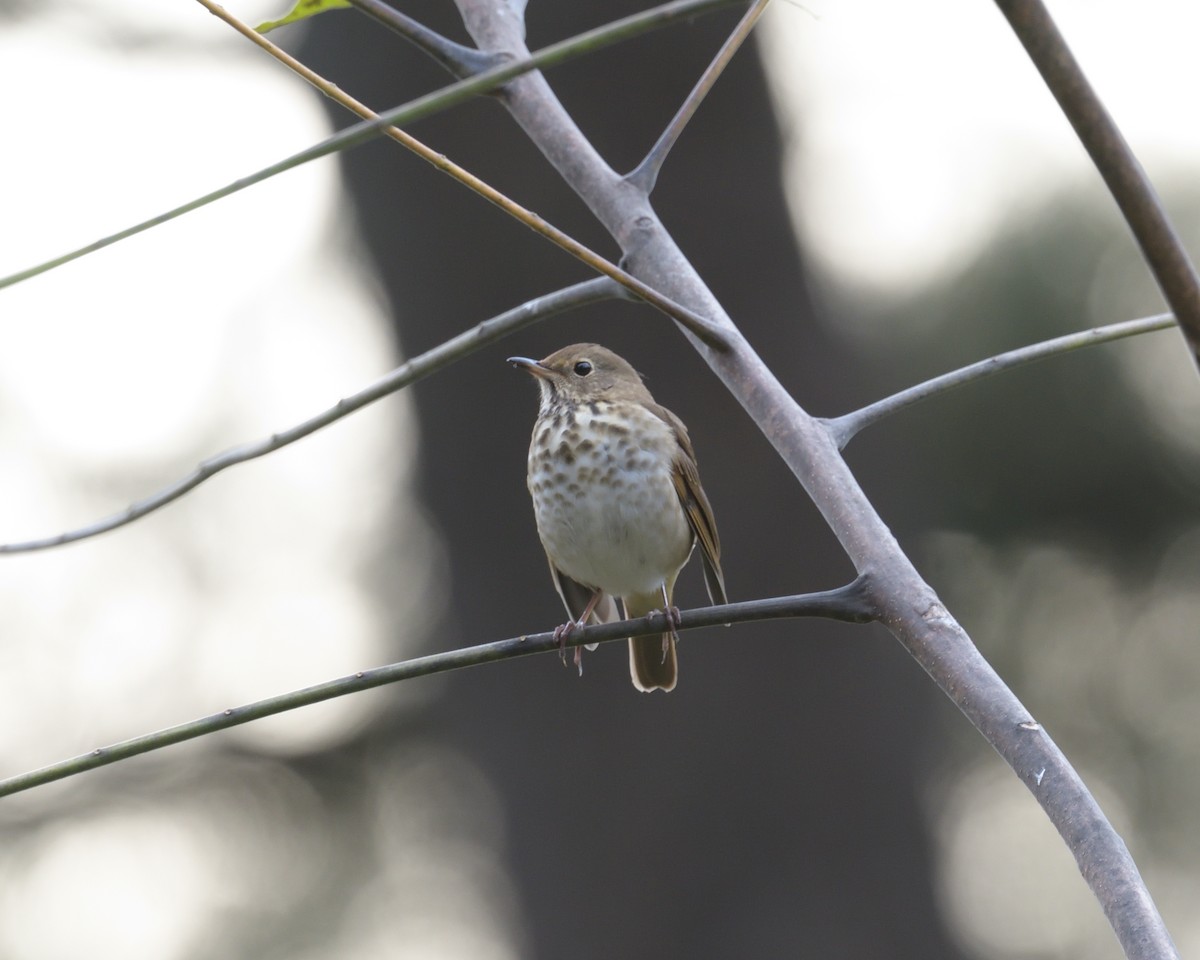 Hermit Thrush - ML626104269