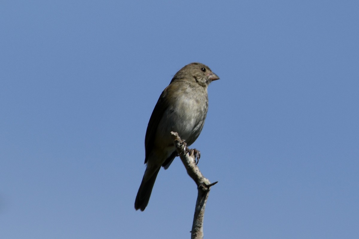 Dull-colored Grassquit - ML626104355