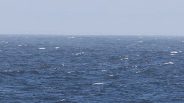 Pink-footed Shearwater - ML626104404