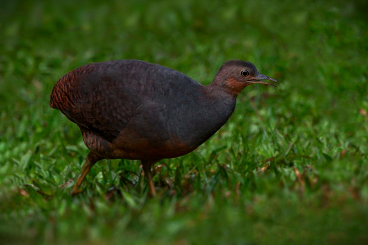 Yellow-legged Tinamou - ML626104530