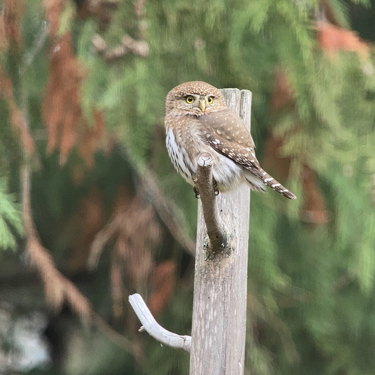 Northern Pygmy-Owl - ML626104595