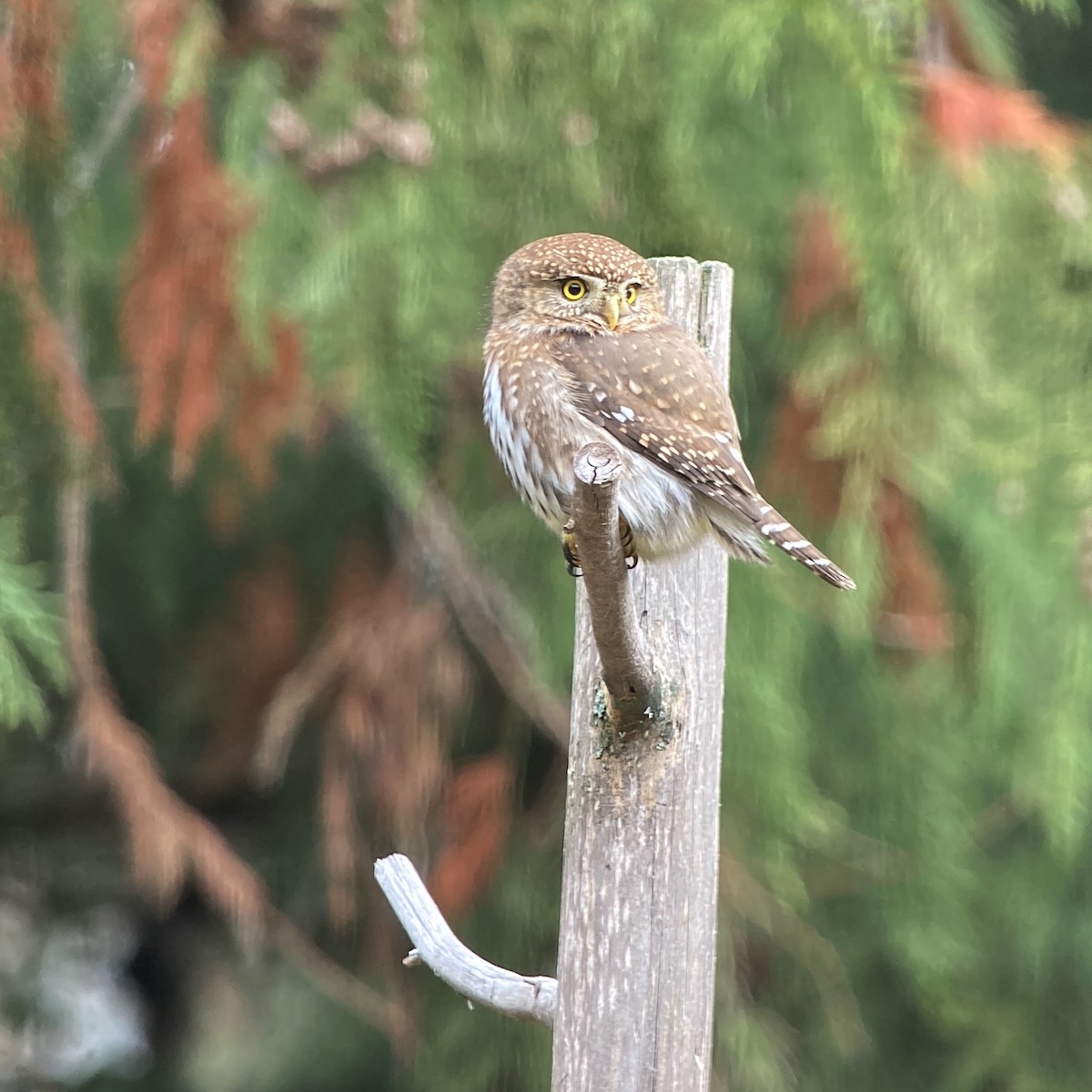 Northern Pygmy-Owl - ML626104614