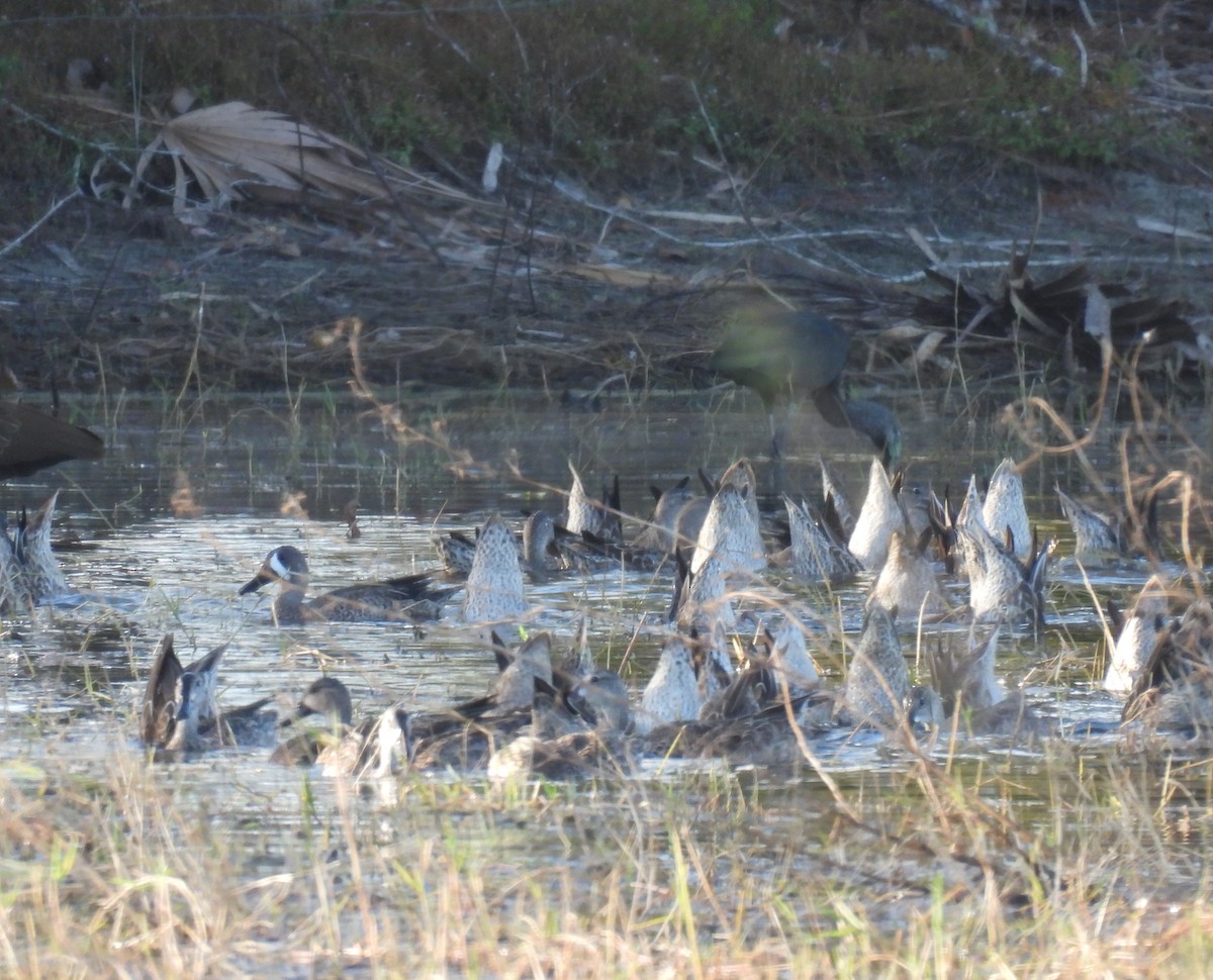 Blue-winged Teal - ML626104618