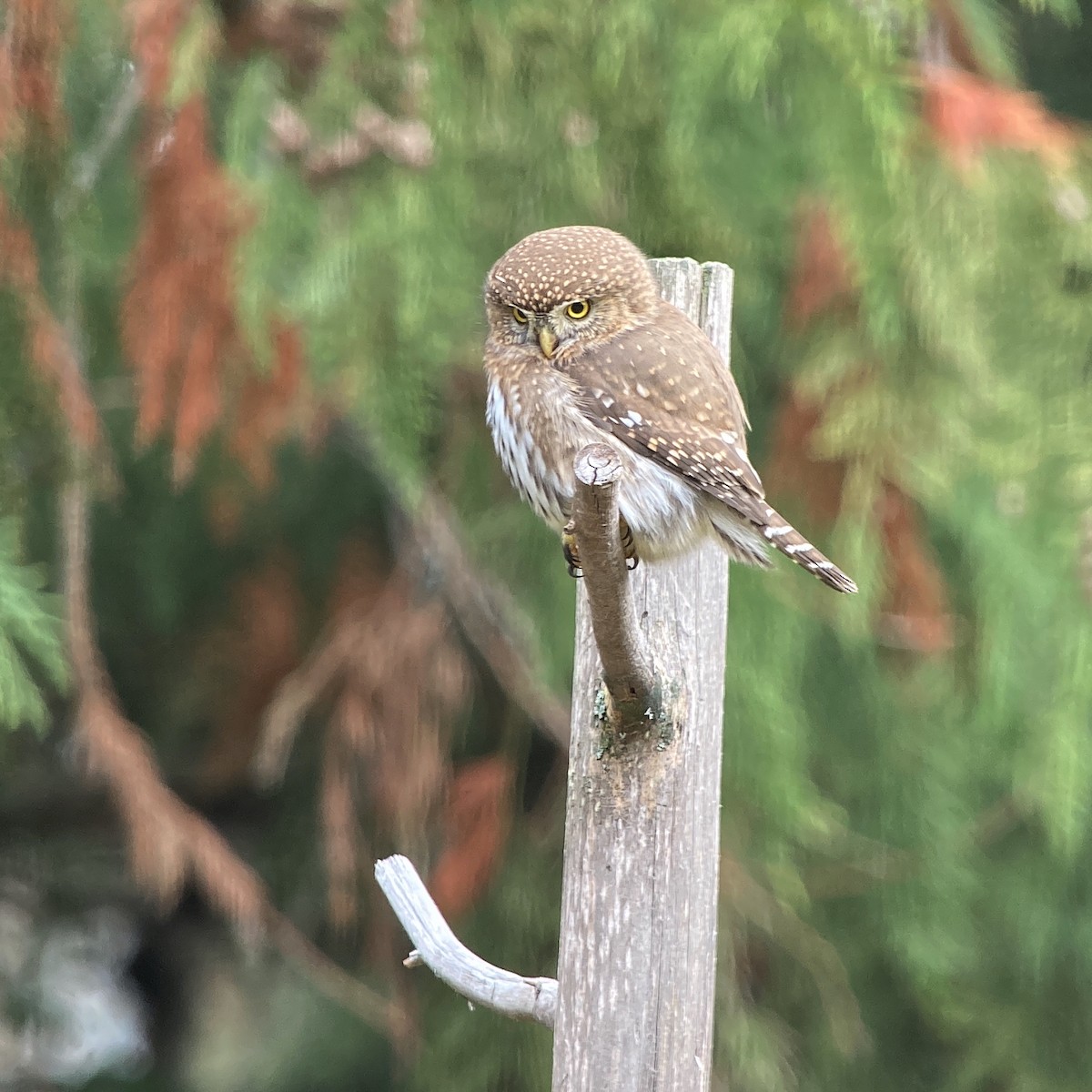 Northern Pygmy-Owl - ML626104632