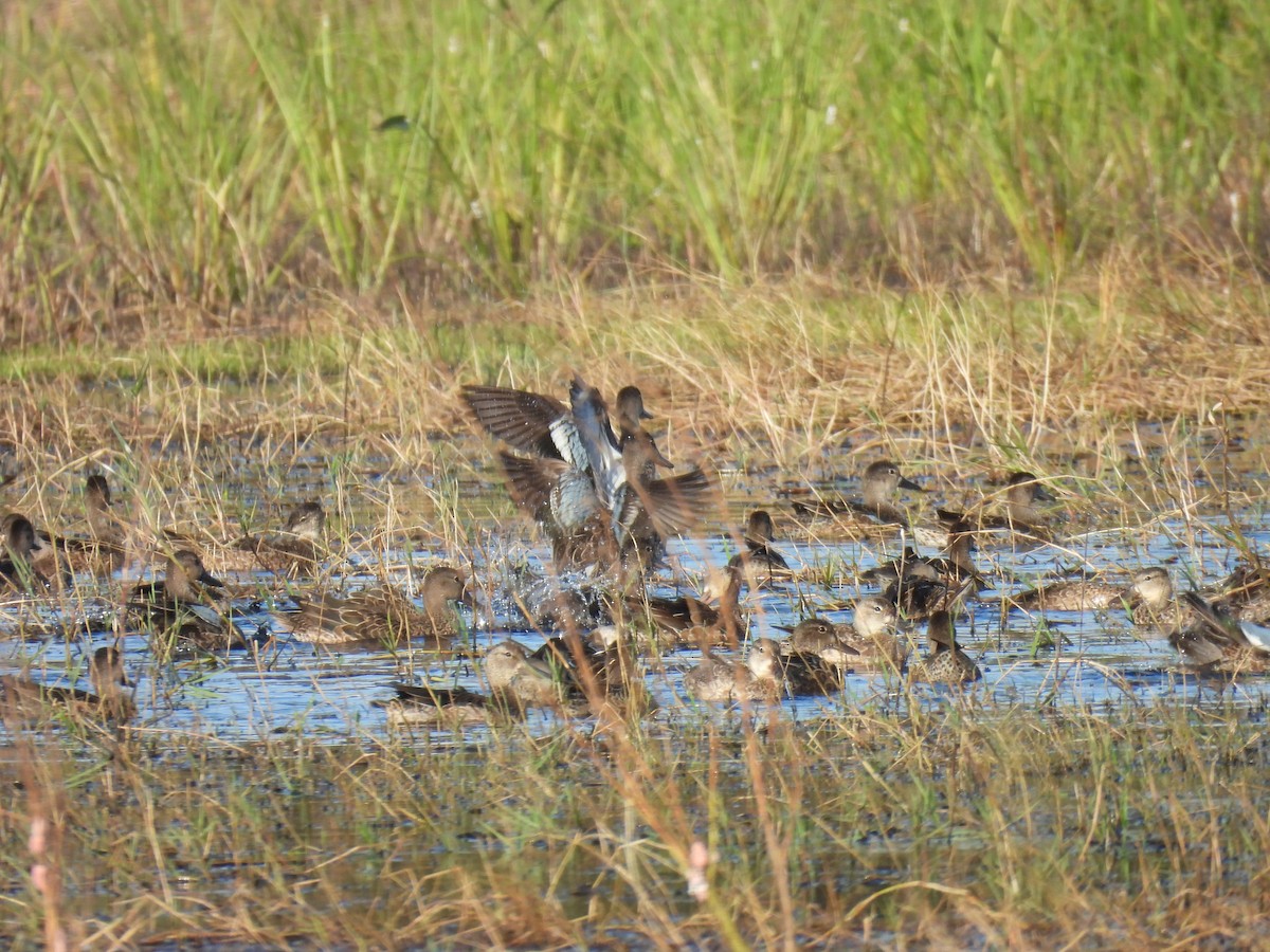 Blue-winged Teal - ML626104745