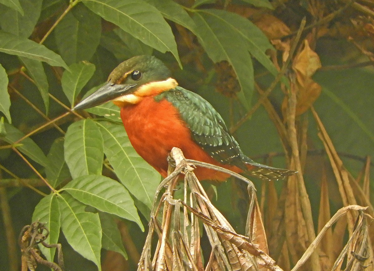 Green-and-rufous Kingfisher - ML626104777