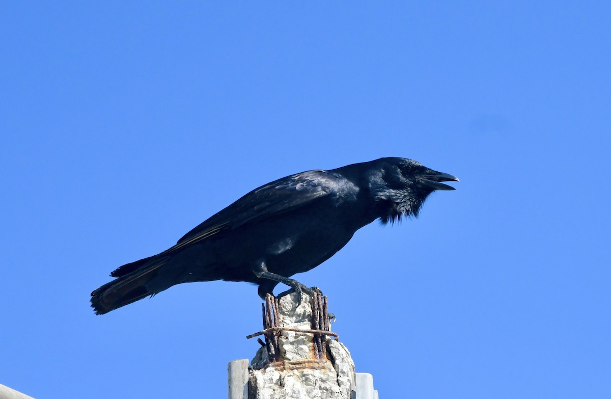 Fish Crow - ML626104802