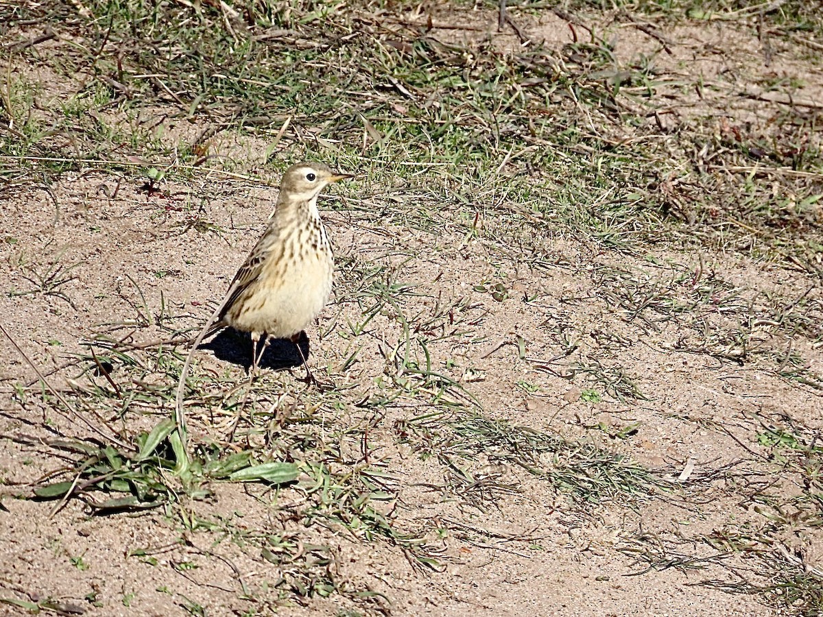 American Pipit - ML626104859
