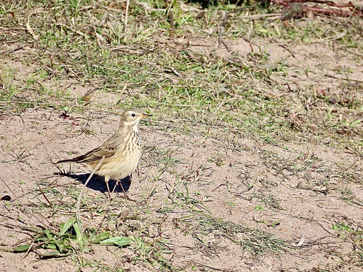 American Pipit - ML626104860