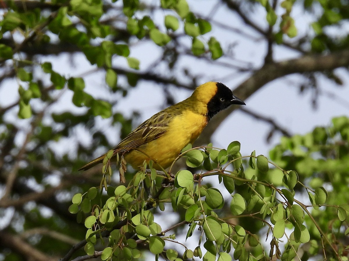 Lesser Masked-Weaver - ML626104944