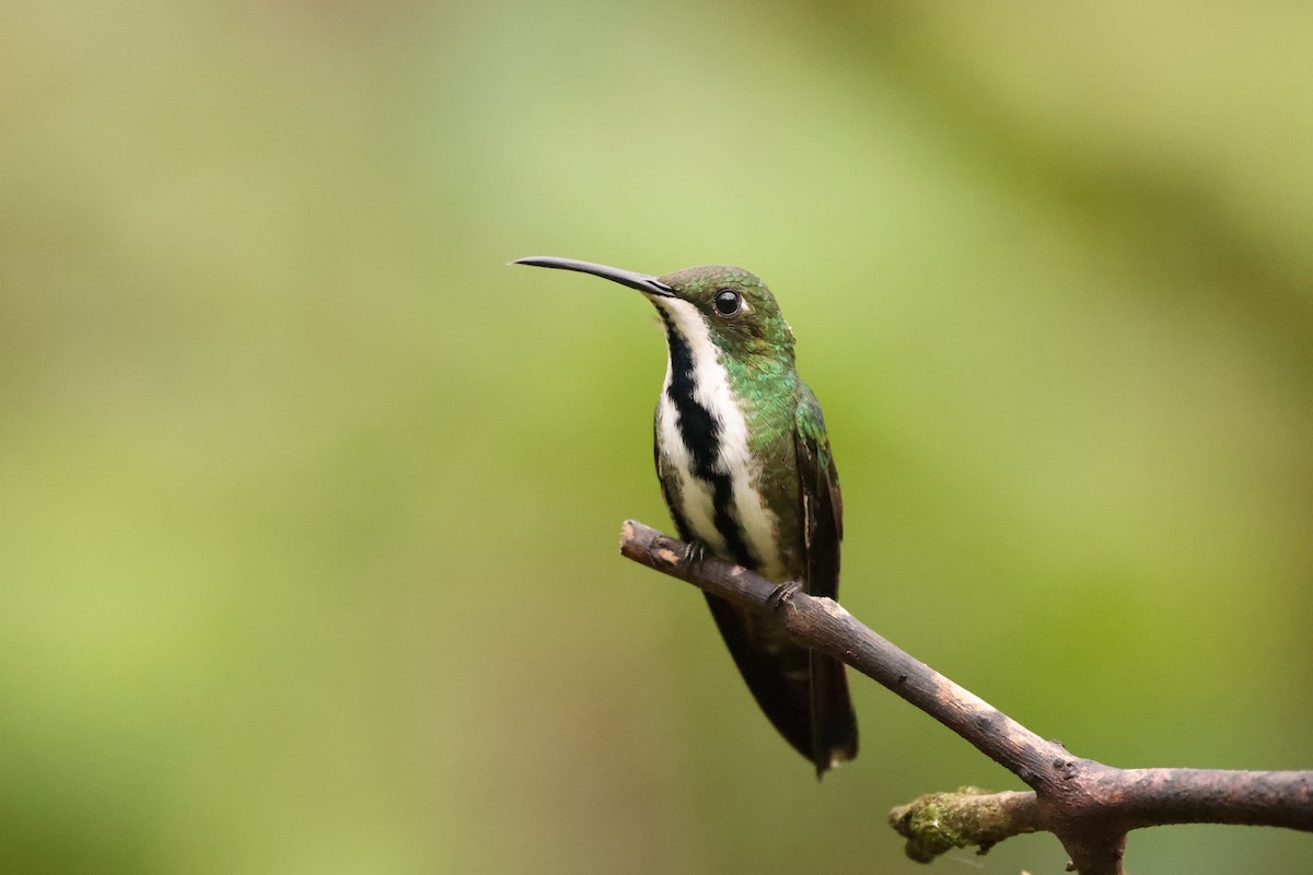 Black-throated Mango - ML626105117