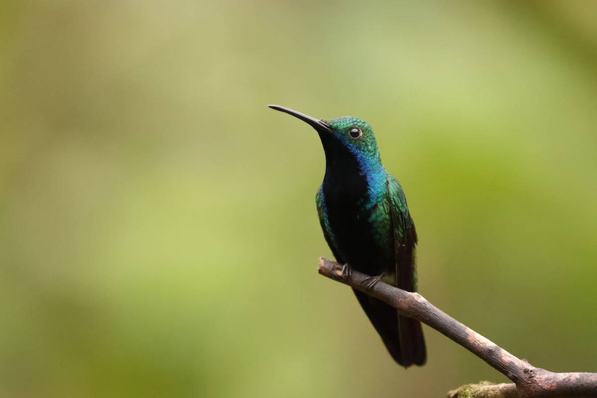 Black-throated Mango - ML626105119