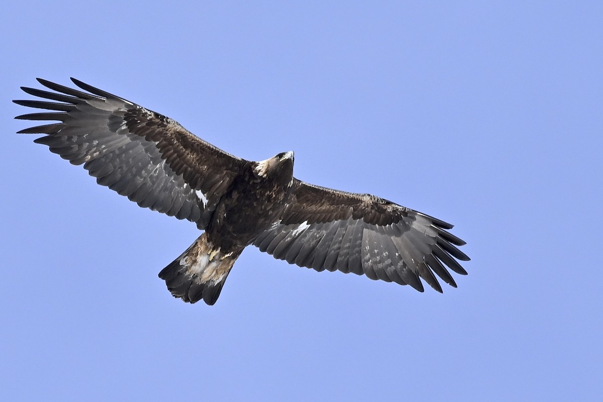 Golden Eagle - ML626105187
