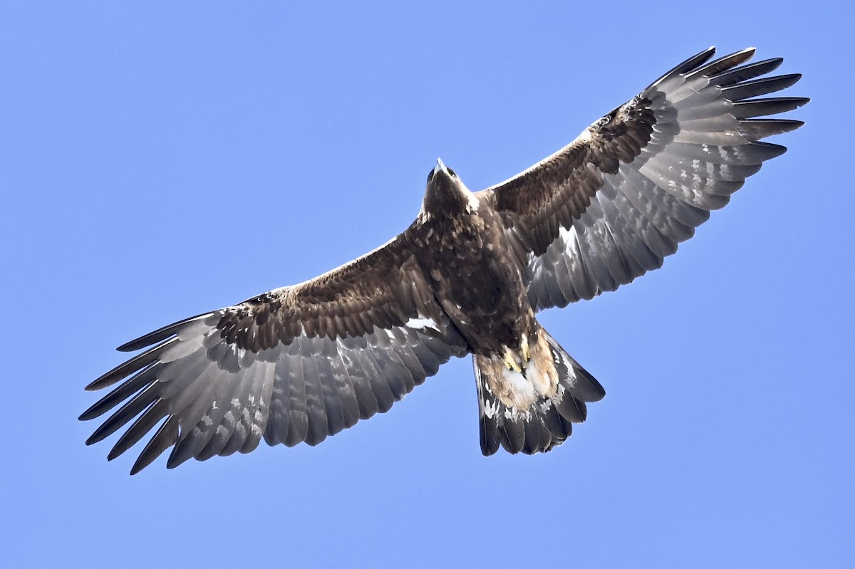 Golden Eagle - ML626105188