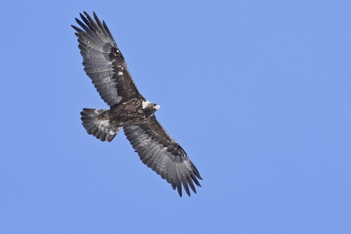 Golden Eagle - ML626105190
