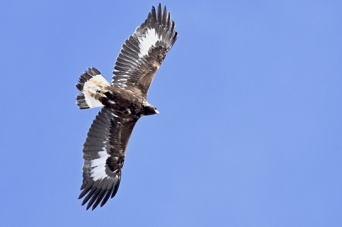 Golden Eagle - ML626105191