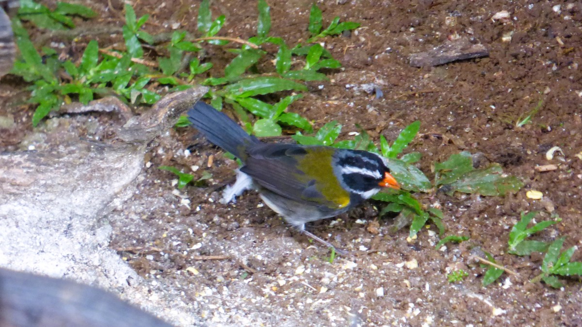 Orange-billed Sparrow - ML626105239