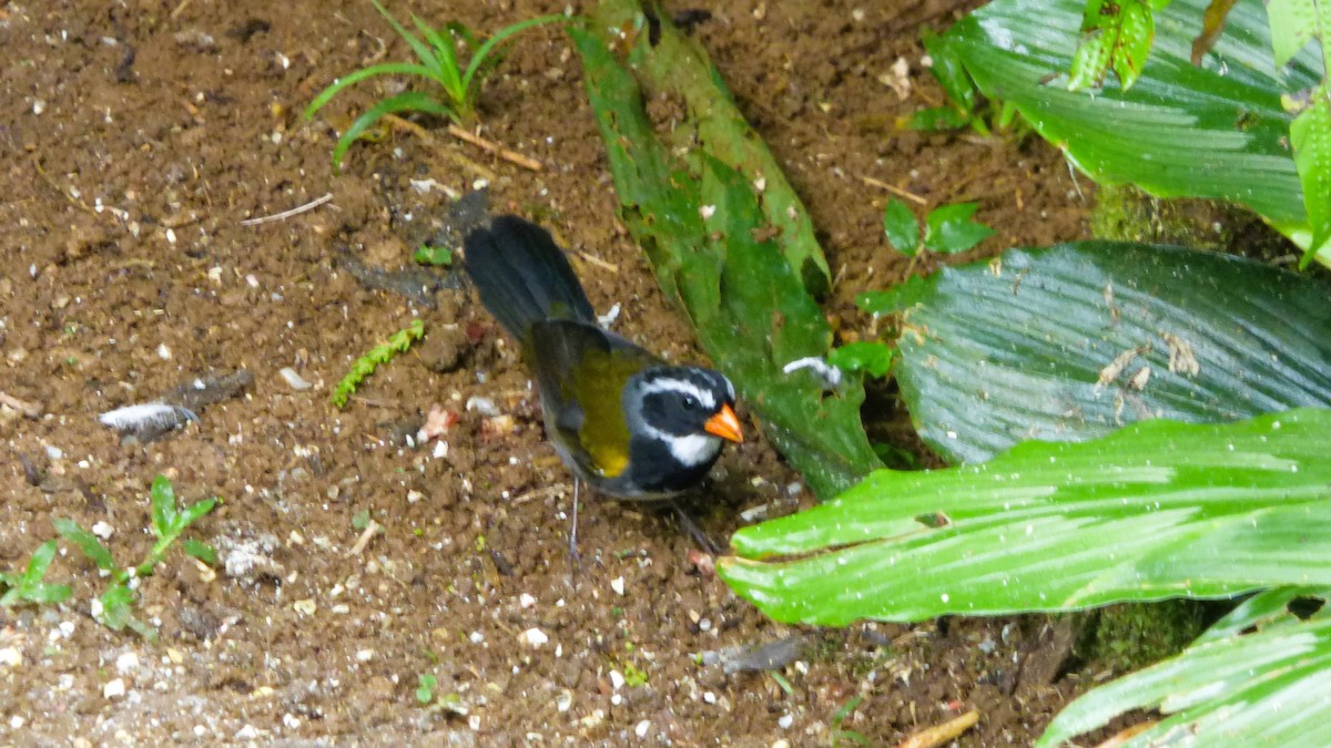 Orange-billed Sparrow - ML626105240