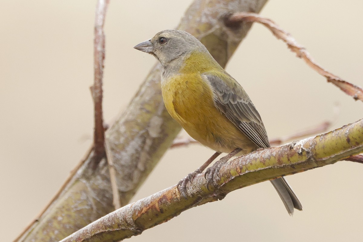 Peruvian Sierra Finch - ML626105606