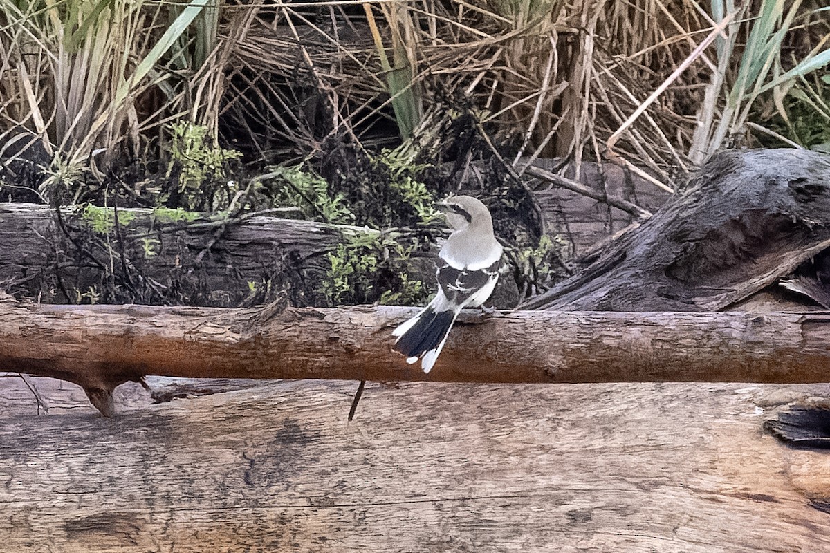 Northern Shrike - ML626105641