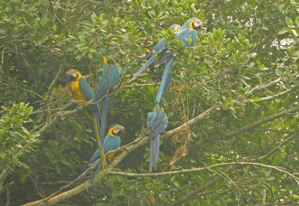 Blue-and-yellow Macaw - ML626105731