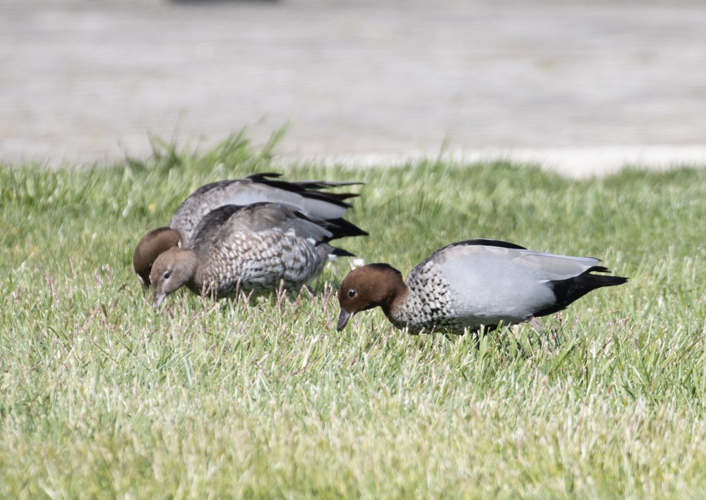Maned Duck - ML626105832