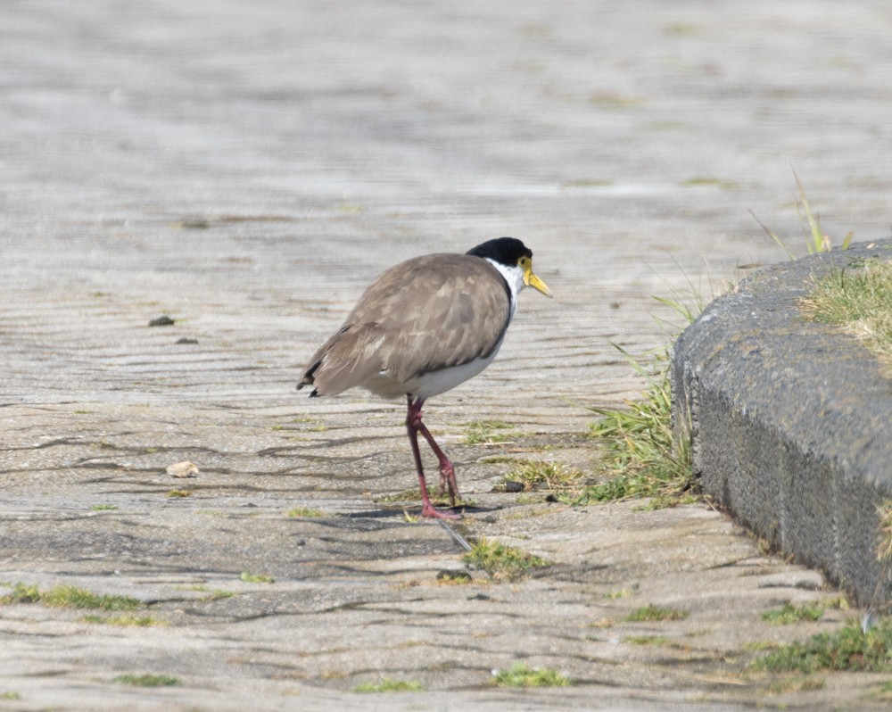 Masked Lapwing - ML626105837