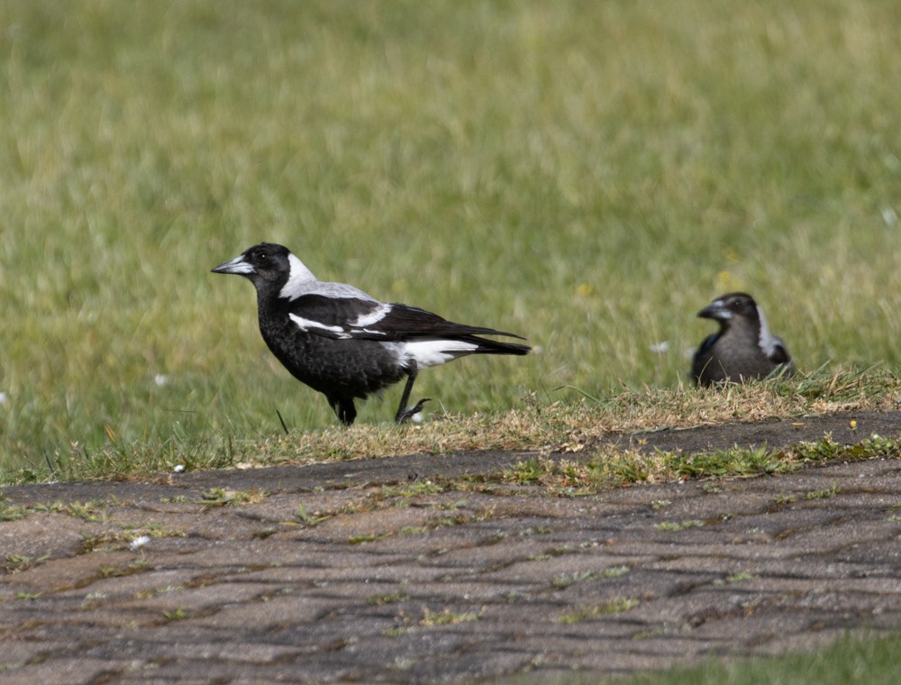 Australian Magpie - ML626105839