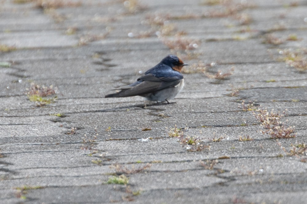 Welcome Swallow - ML626105849