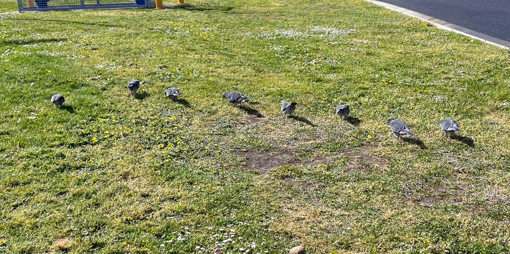 Rock Pigeon (Feral Pigeon) - ML626105869